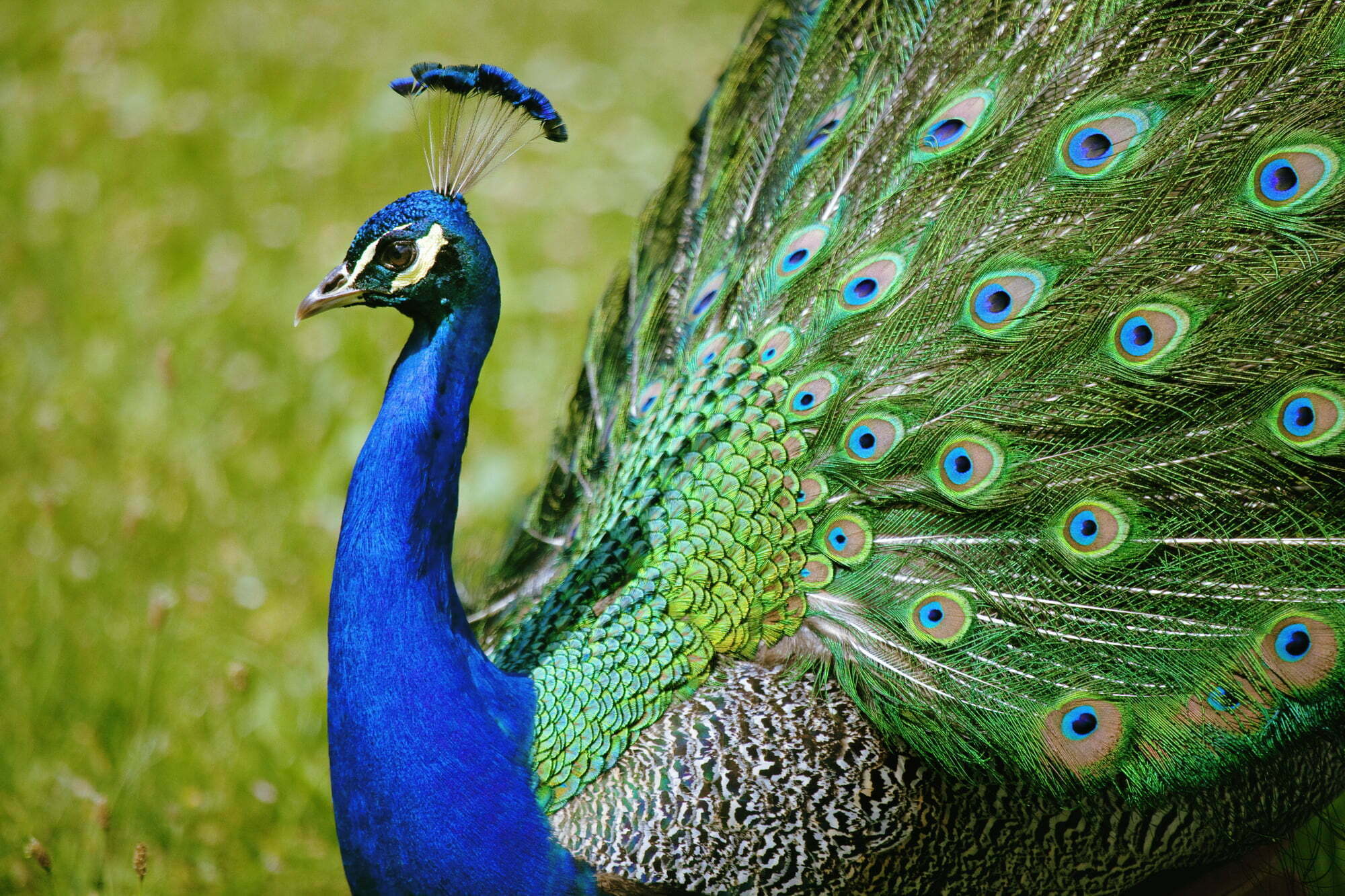 Can You Own a Peacock in Florida? The Ultimate 7-Step Guide Every Bird Lover Must Know
