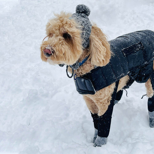10 Expert Tips for Choosing Warm Hats for Dogs: Keep Your Pup Cozy This Winter