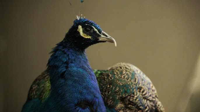 7 Expert Secrets to Finding the Best Peacock Male for Sale: Buyer’s Guide and Mistakes to Avoid