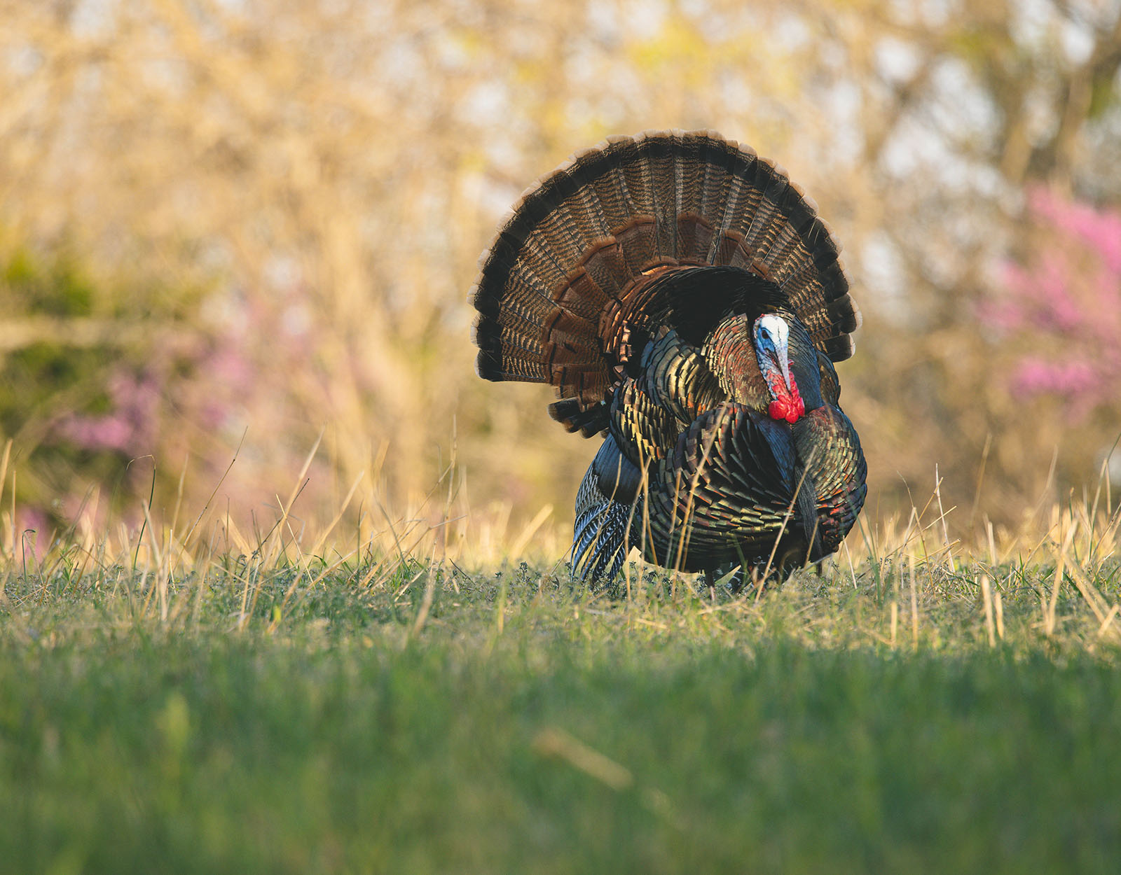 7 Expert Insights for a Successful kansas youth turkey season 2025: Data, Secrets, and Essential Strategies