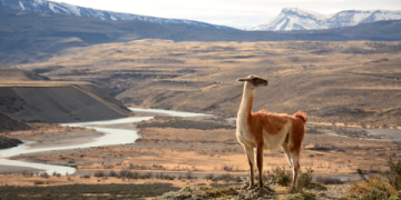 7 Expert Secrets About Dont Tread On Me Ball Cap: The Ultimate Buyer’s Guide