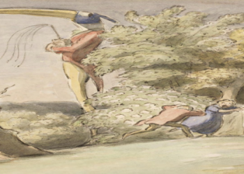 7 Expert Secrets to Finding the Best Peacock Male for Sale: Buyer’s Guide and Mistakes to Avoid