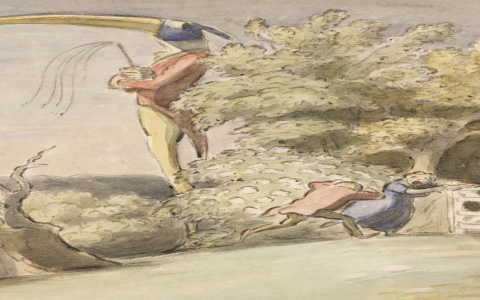 7 Expert Secrets to Finding the Best Peacock Male for Sale: Buyer’s Guide and Mistakes to Avoid