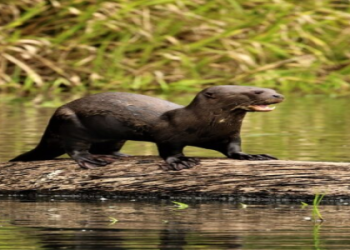 7 Secrets to Finding the Perfect Mexico Jersey 2024: Expert Guide and Must-Know Buying Tips